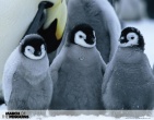 Animals wallpaper 139