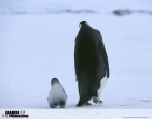 animals wallpaper 140