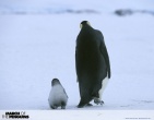 animals wallpaper 141