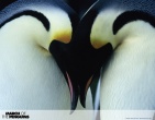 animals wallpaper 142