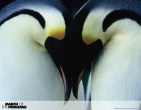 Animals wallpaper 143