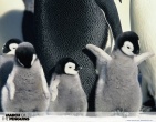 Animals wallpaper 145