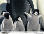 Animals wallpaper 147
