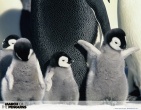 Animals wallpaper 148
