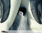 Animals wallpaper 150