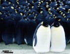 Animals wallpaper 153