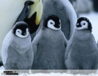 Animals wallpaper 154