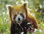 Animals wallpaper 155