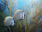Animals wallpaper 156