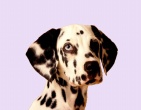 animals wallpaper 158