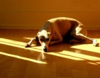 Animals wallpaper 159