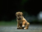 Animals wallpaper 160