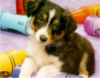 Animals wallpaper 161