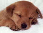 Animals wallpaper 162