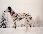 Animals wallpaper 164