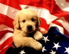Animals wallpaper 165
