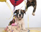 Animals wallpaper 166