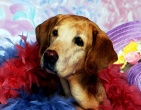 animals wallpaper 167