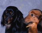animals wallpaper 168