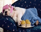 Animals wallpaper 169