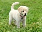 Animals wallpaper 170