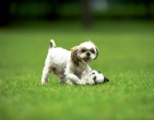 Animals wallpaper 171