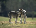 Animals wallpaper 172