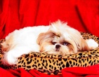 Animals wallpaper 173