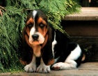 Animals wallpaper 174