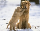 Animals wallpaper 176