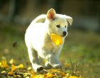 Animals wallpaper 177
