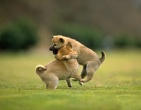 Animals wallpaper 178