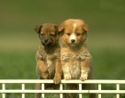 Animals wallpaper 179