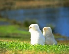 Animals wallpaper 181