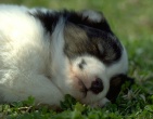 animals wallpaper 182