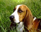 Animals wallpaper 183