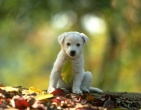 Animals wallpaper 184