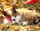 Animals wallpaper 185