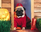 Animals wallpaper 186
