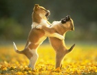Animals wallpaper 187
