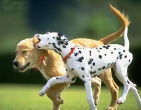 Animals wallpaper 188