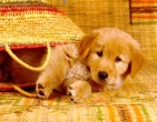 Animals wallpaper 190