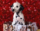 Animals wallpaper 193