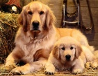 Animals wallpaper 194