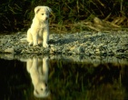 Animals wallpaper 195
