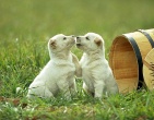 Animals wallpaper 196