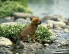 Animals wallpaper 197