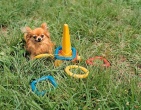 Animals wallpaper 198