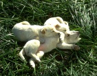 Animals wallpaper 199
