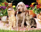 Animals wallpaper 200